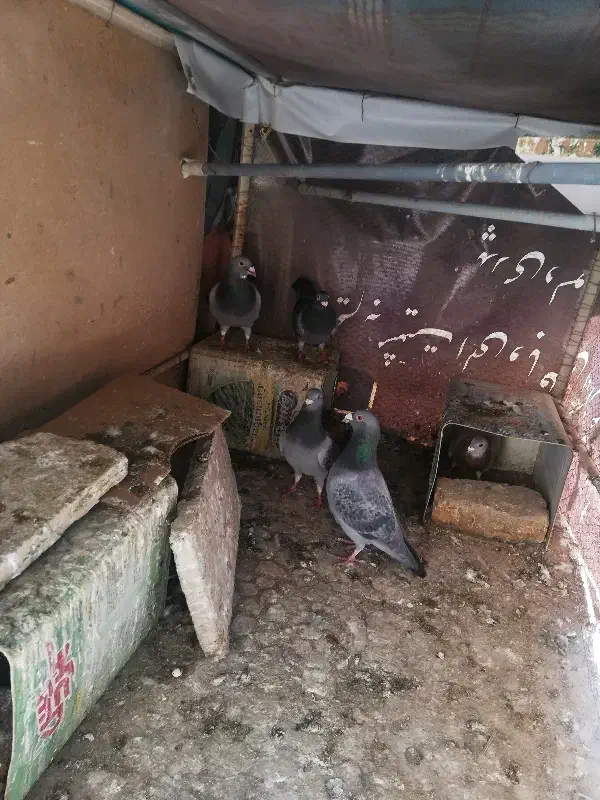 پلاکی مسافتی ب شرط|پرنده|اصفهان, جلالیه|دیوار