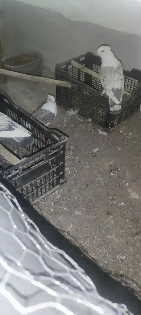 کبوتر بلژیکی اصل و نژاد دار|پرنده|میانه, |دیوار