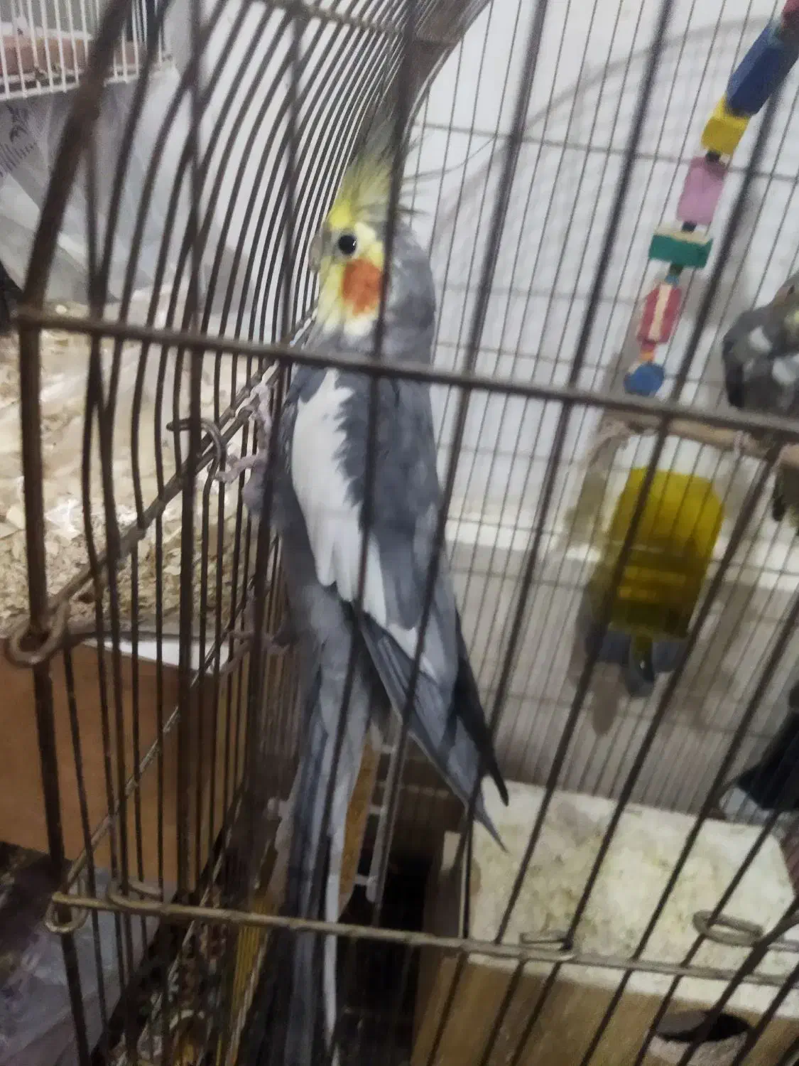 عروس هلندی|پرنده|سبزوار, شرق کال شمالی|دیوار