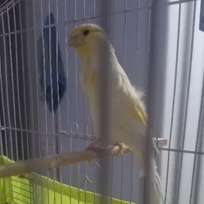 قناری ماده|پرنده|تهران, هفده شهریور|دیوار