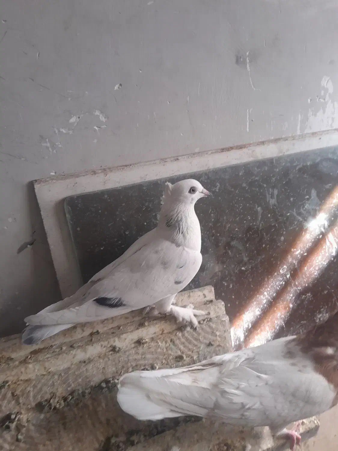 دوعددپرنده پلاکی گرفتنی باضمانت|پرنده|بروجرد, |دیوار