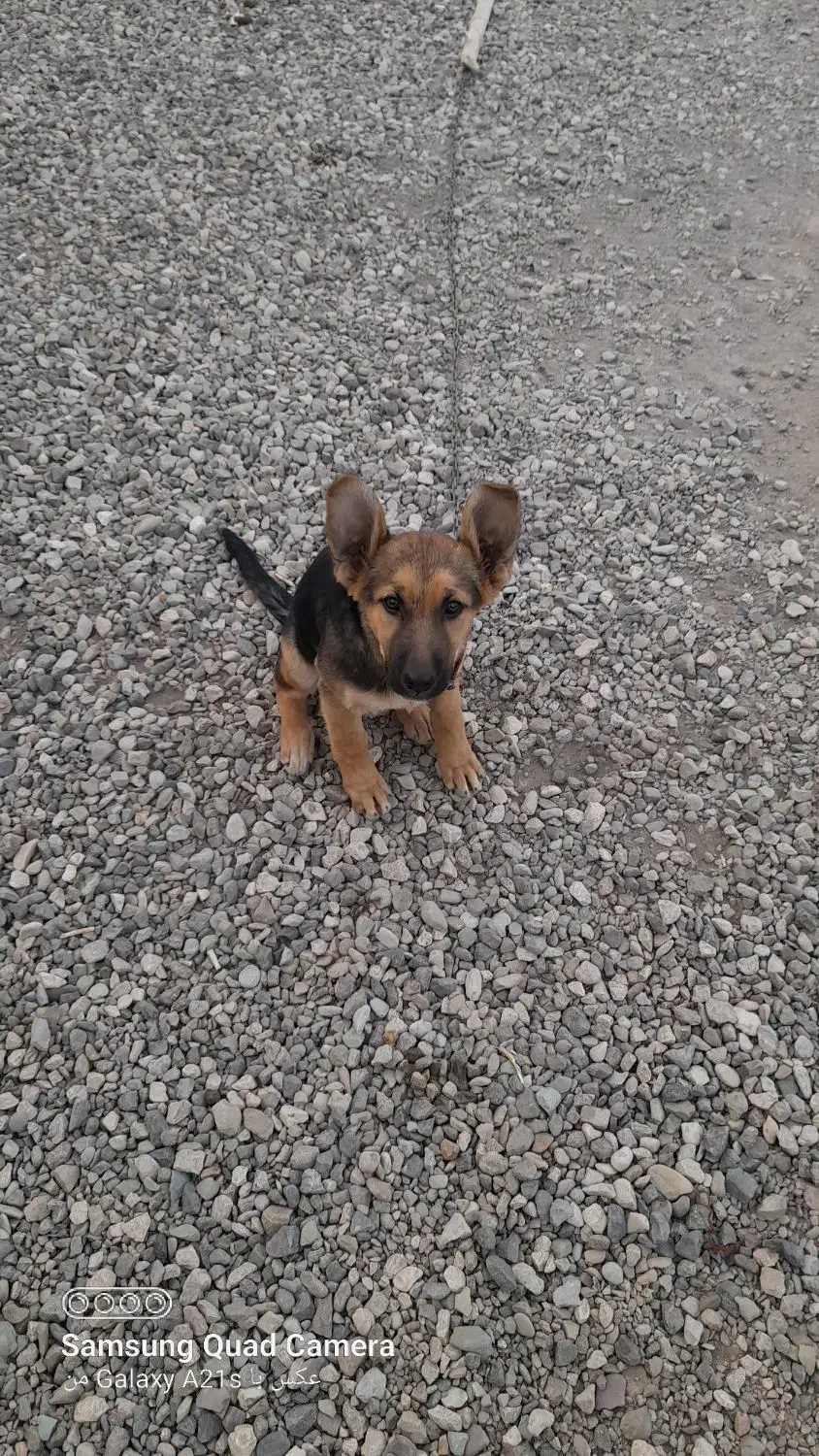 توله ۵ ماه ژرمن باهوش ماده|سگ|ساوه, |دیوار