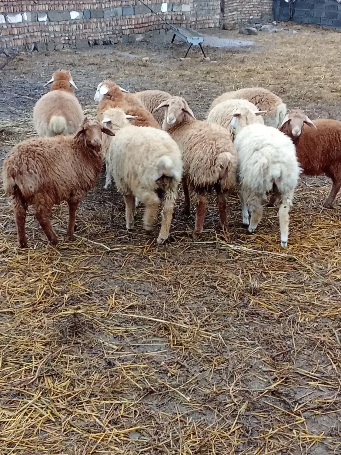10راس بره نروماده|حیوانات مزرعه|قشلاق دشت, |دیوار