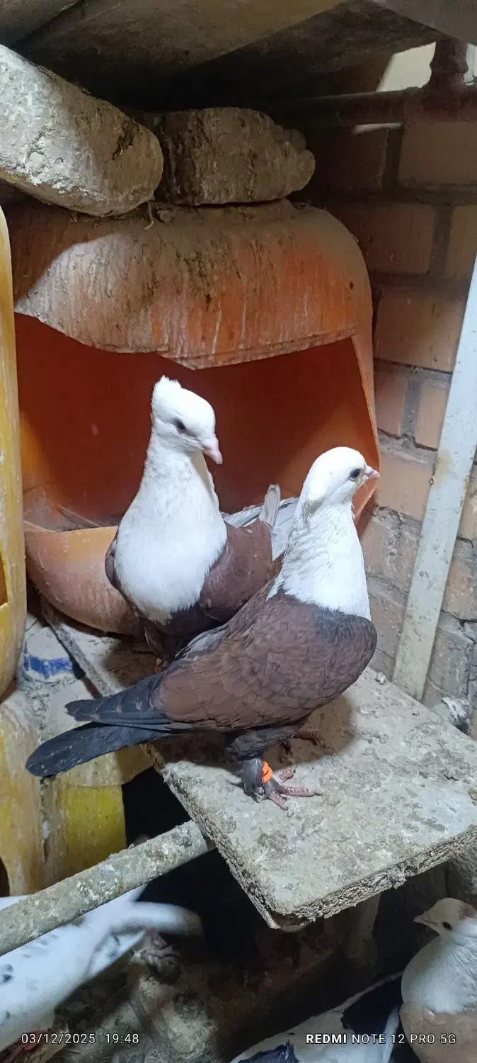 کلاغ کاکلی|پرنده|تربت‌حیدریه, بالا ولایت|دیوار