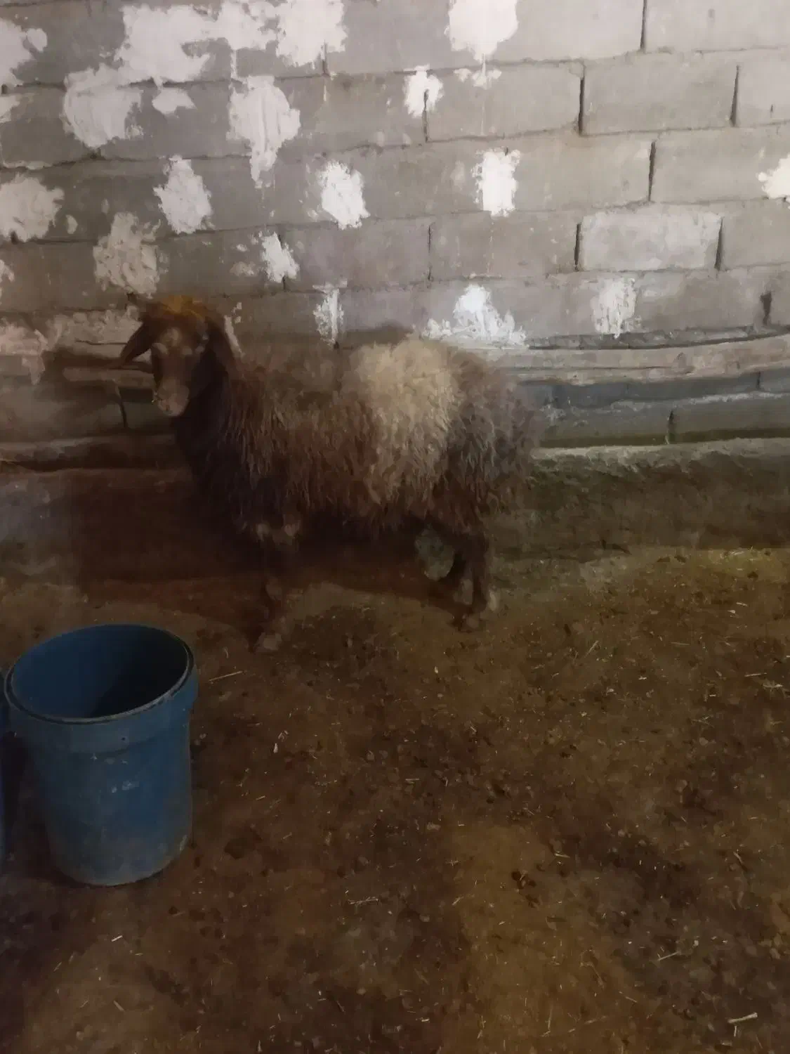 شیشک|حیوانات مزرعه|دورود, |دیوار