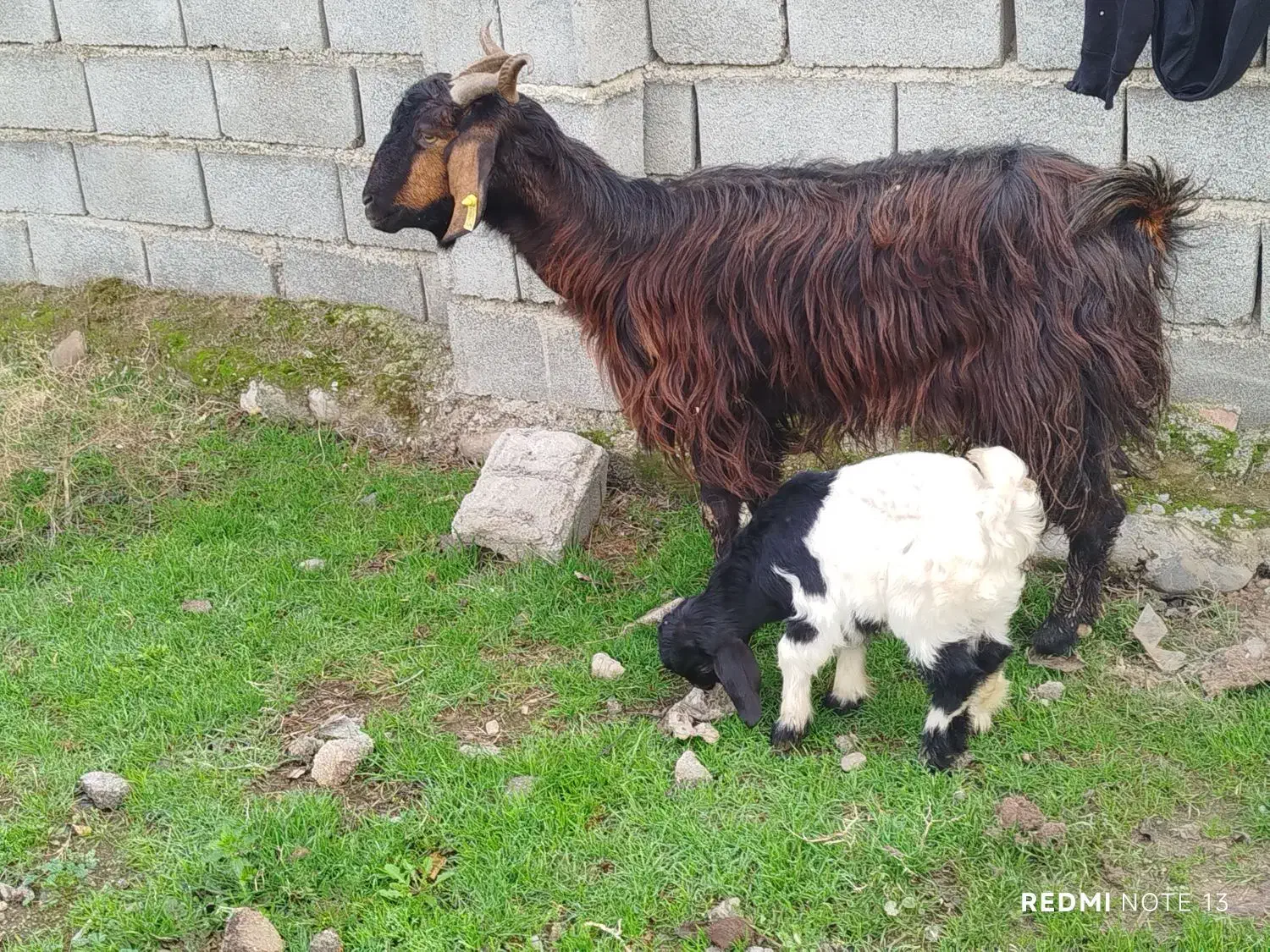 بز با بزغاله نر|حیوانات مزرعه|آق قلا, |دیوار