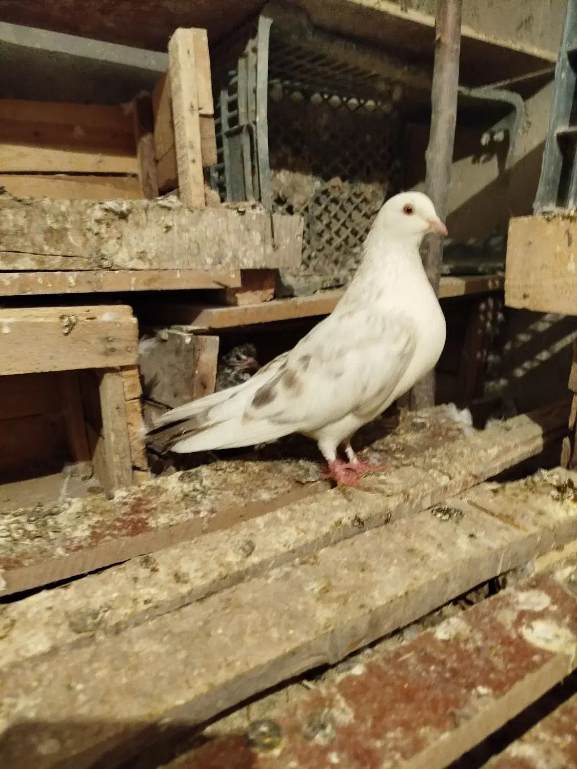 کبوتر|پرنده|مشگین شهر, |دیوار