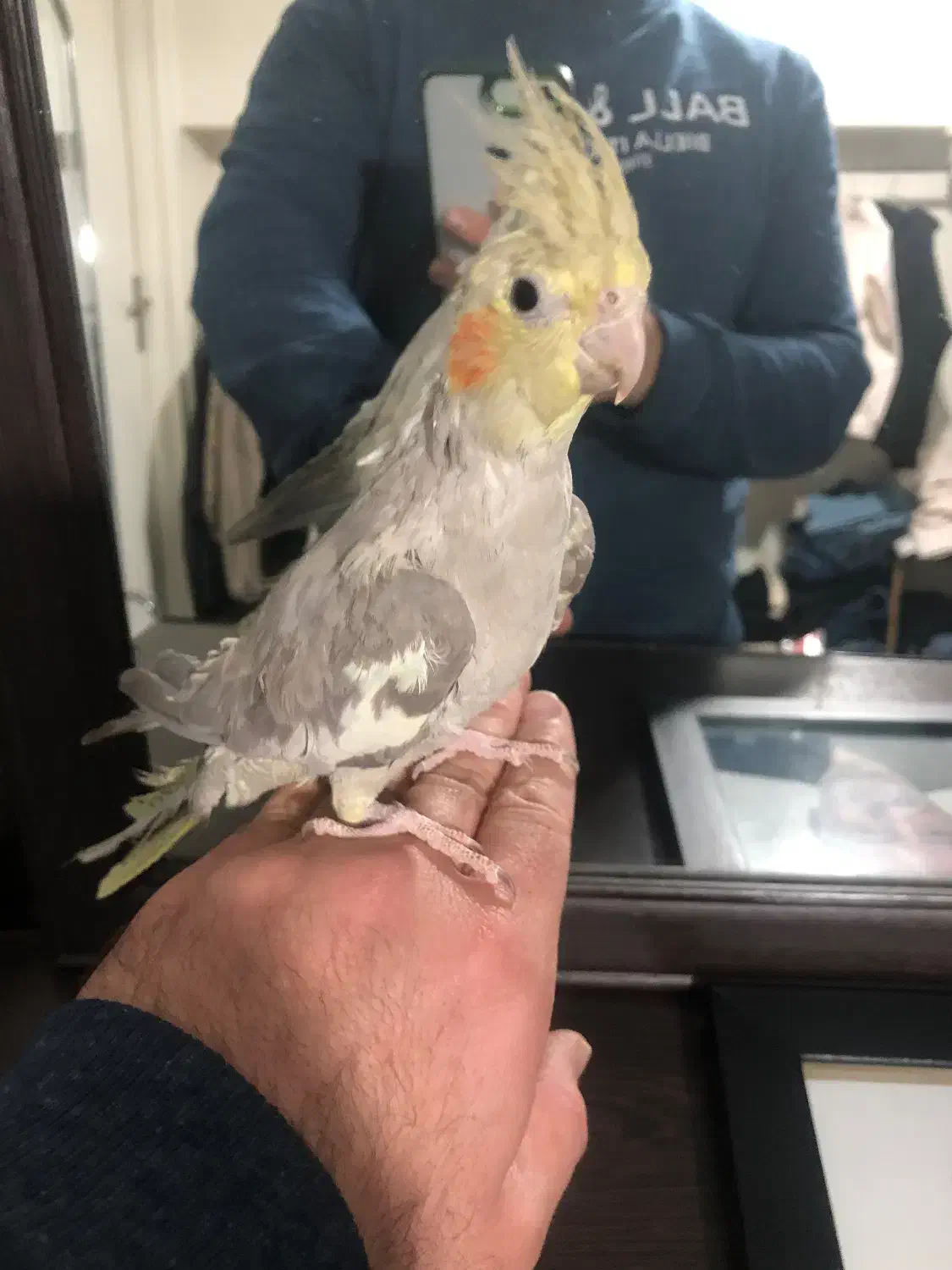 عروس هلندی|پرنده|تهران, هفده شهریور|دیوار