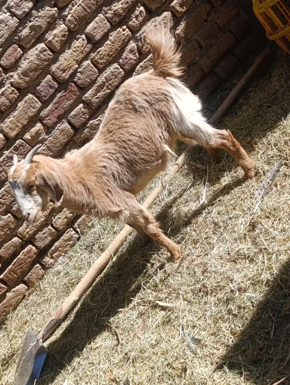 کهره|حیوانات مزرعه|نرماشیر, |دیوار