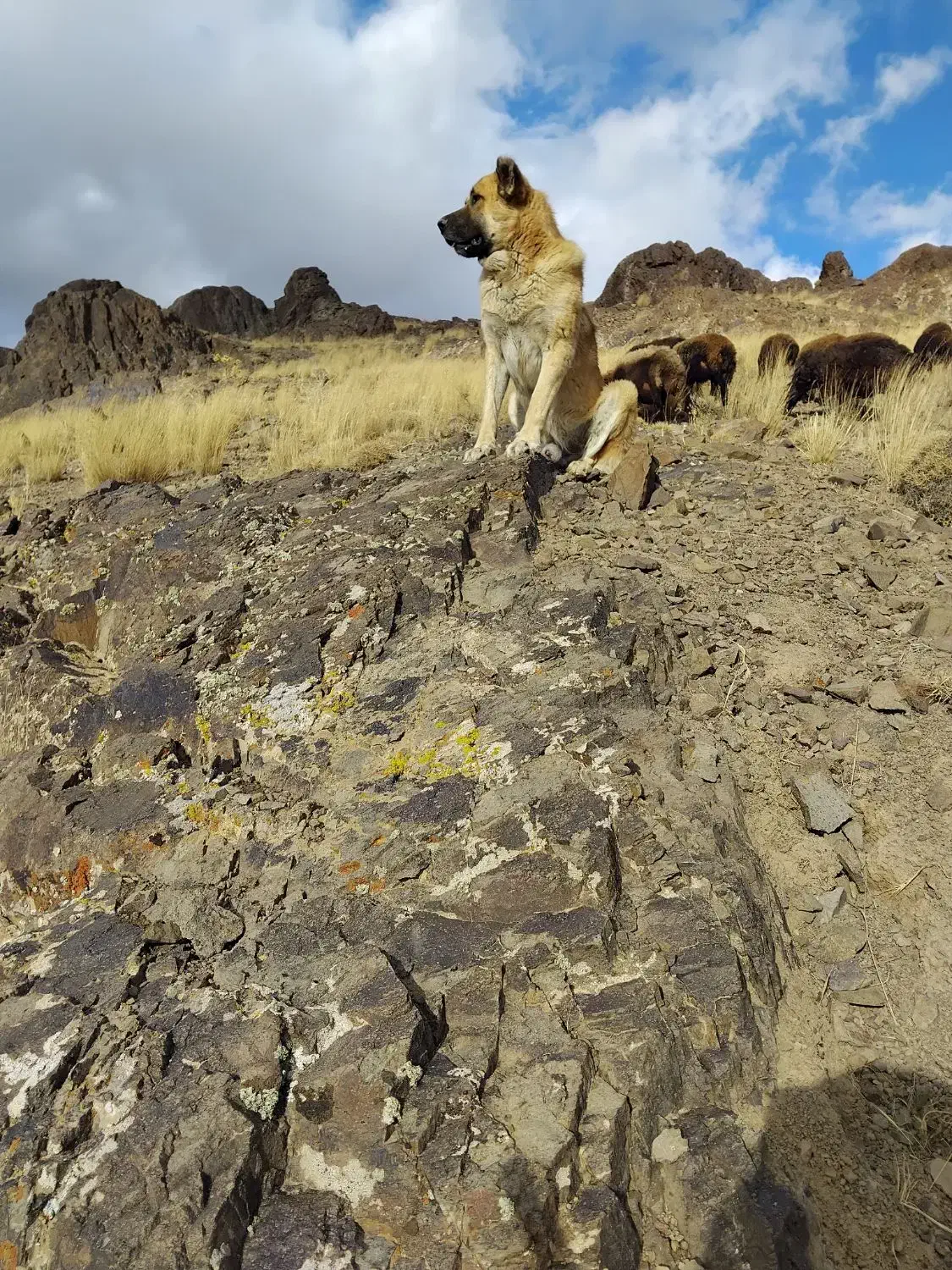 سگ سراب سگ گله|سگ|زنجان, |دیوار