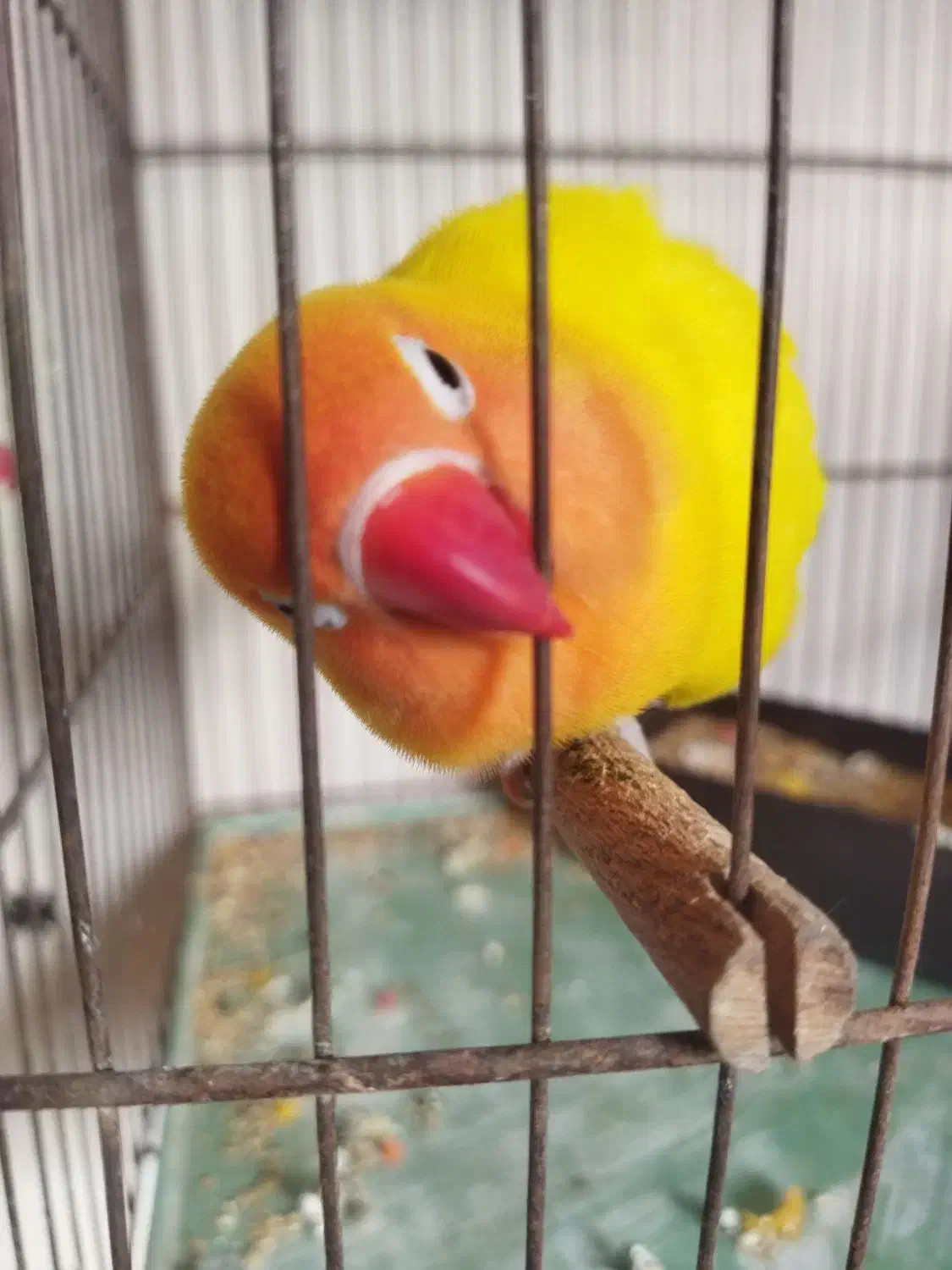 نروماده|پرنده|قم, شاه سید علی|دیوار