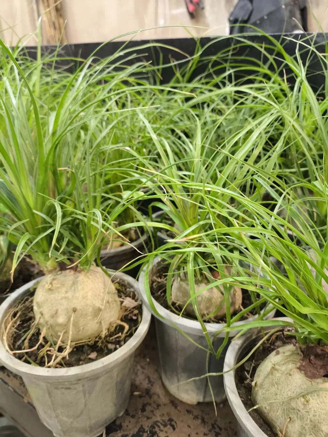 گل و گیاه آپارتمانی بنسای لیندا|گل و گیاه طبیعی|تهران, شکوفه (عبدل آباد)|دیوار