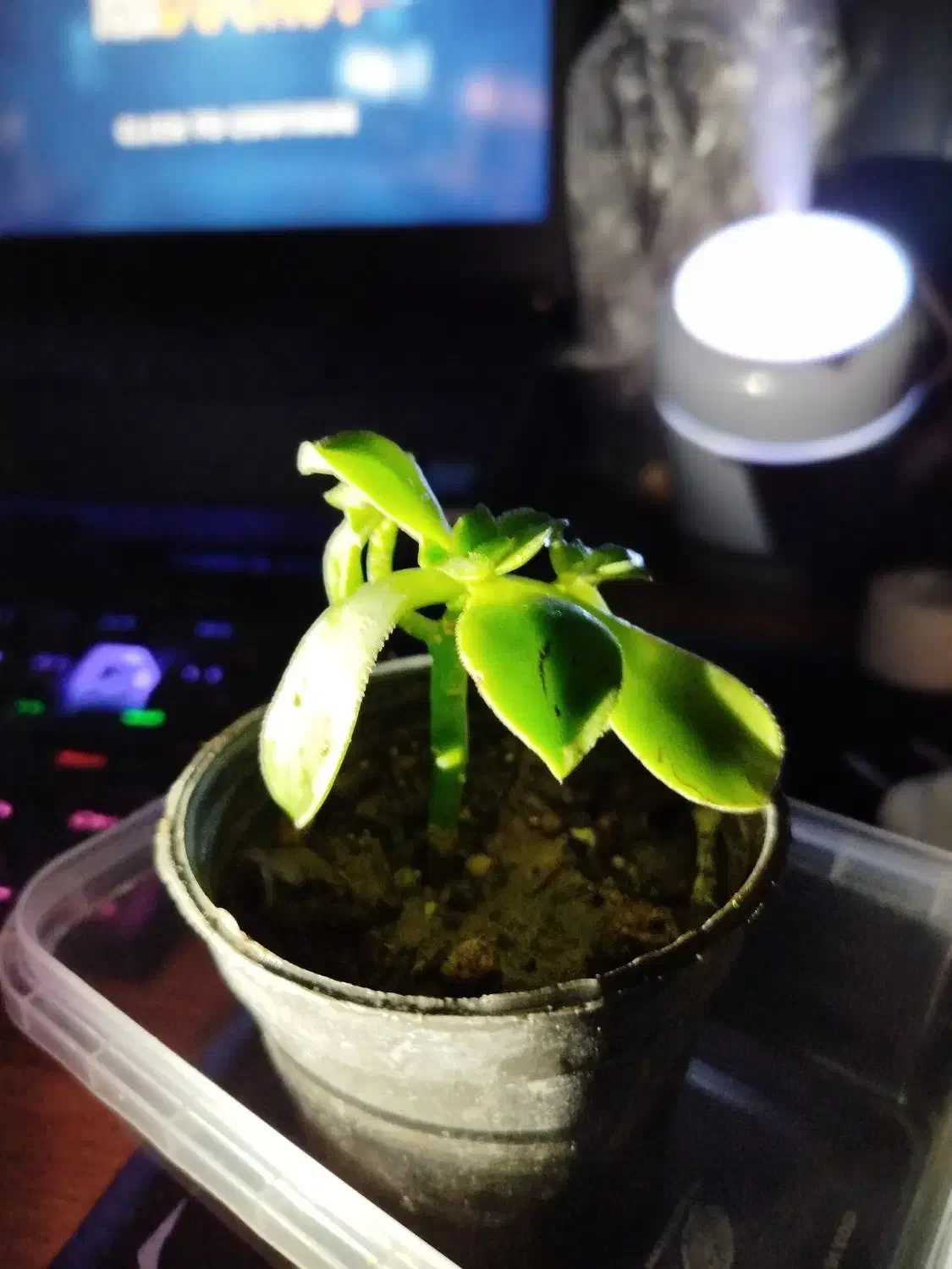 گیاه ساکولنت|گل و گیاه طبیعی|تهران, امیریه|دیوار