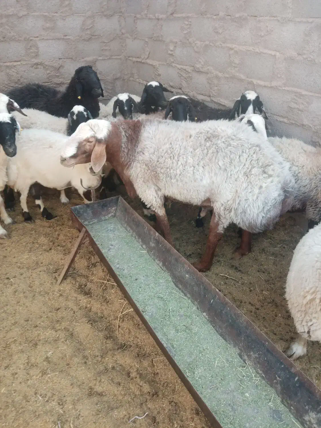 سلام فروش یک راس شیشک چاق|حیوانات مزرعه|شهر بابک, |دیوار