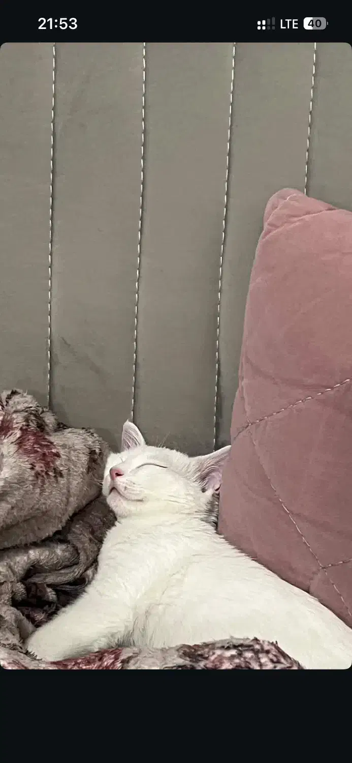 واگذاری گربه زیبا|گربه|کرمانشاه, |دیوار