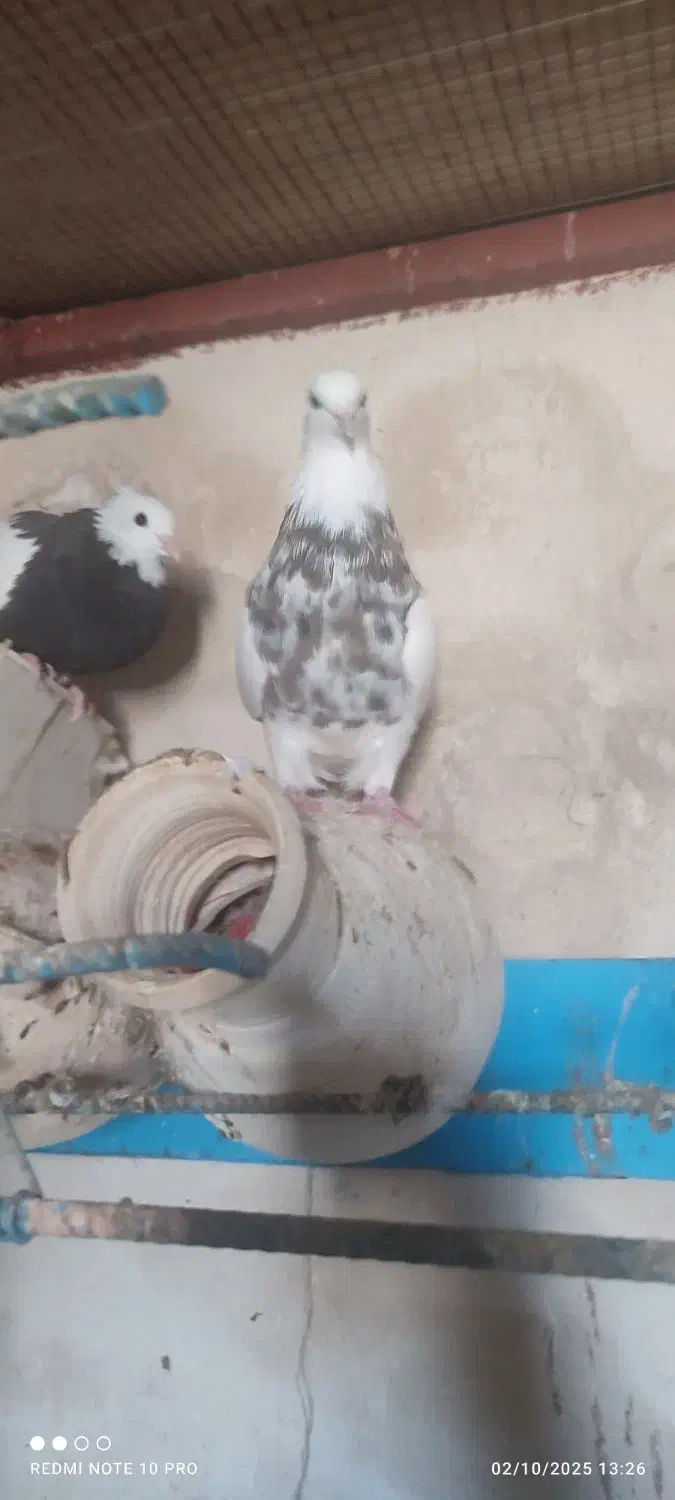 کفتر کرمانشاهی|پرنده|جهرم, |دیوار