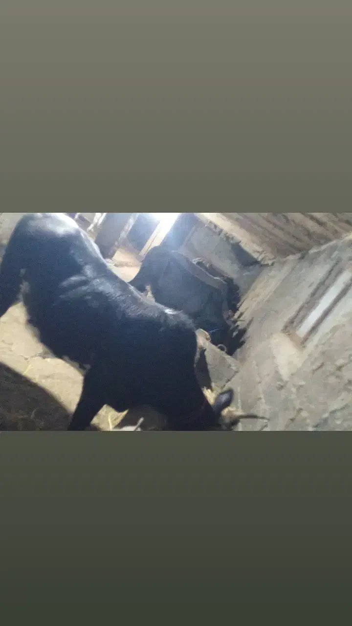 تعدادی گاوآبستن ،گوساله نر محلی|حیوانات مزرعه|املش, |دیوار