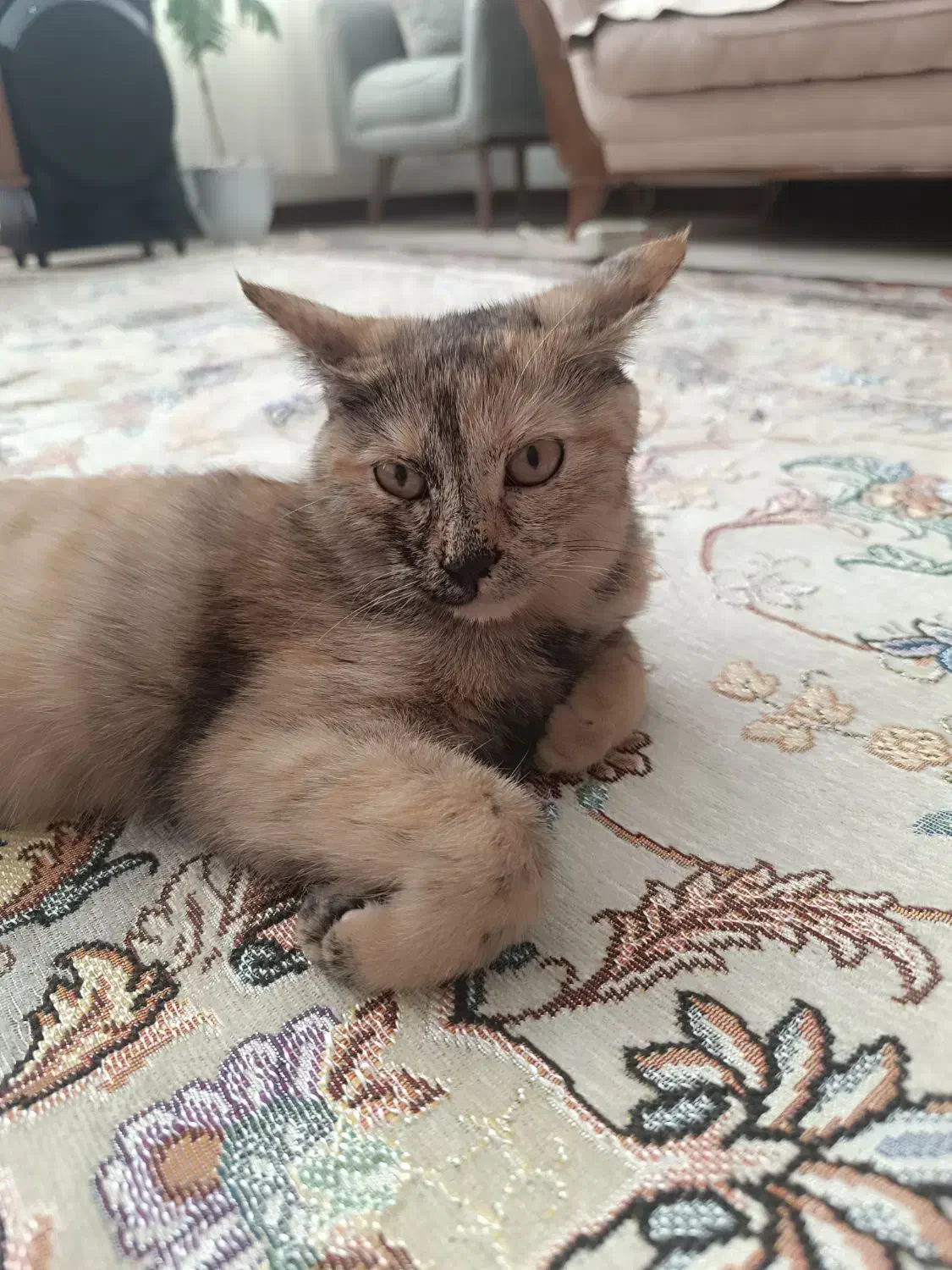 گربه اسکاتیش برتیش|گربه|مشهد, ادیب نیشابوری (شهرک غرب)|دیوار