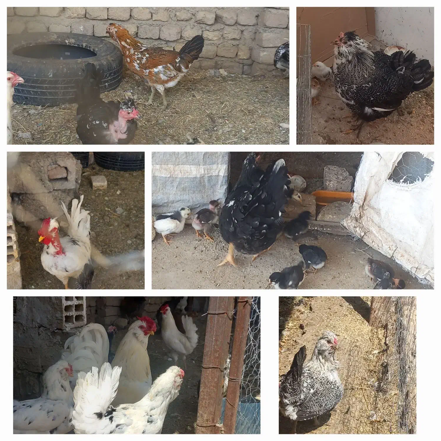 تخم مرغ نطفه دار گلین|حیوانات مزرعه|نهاوند, |دیوار