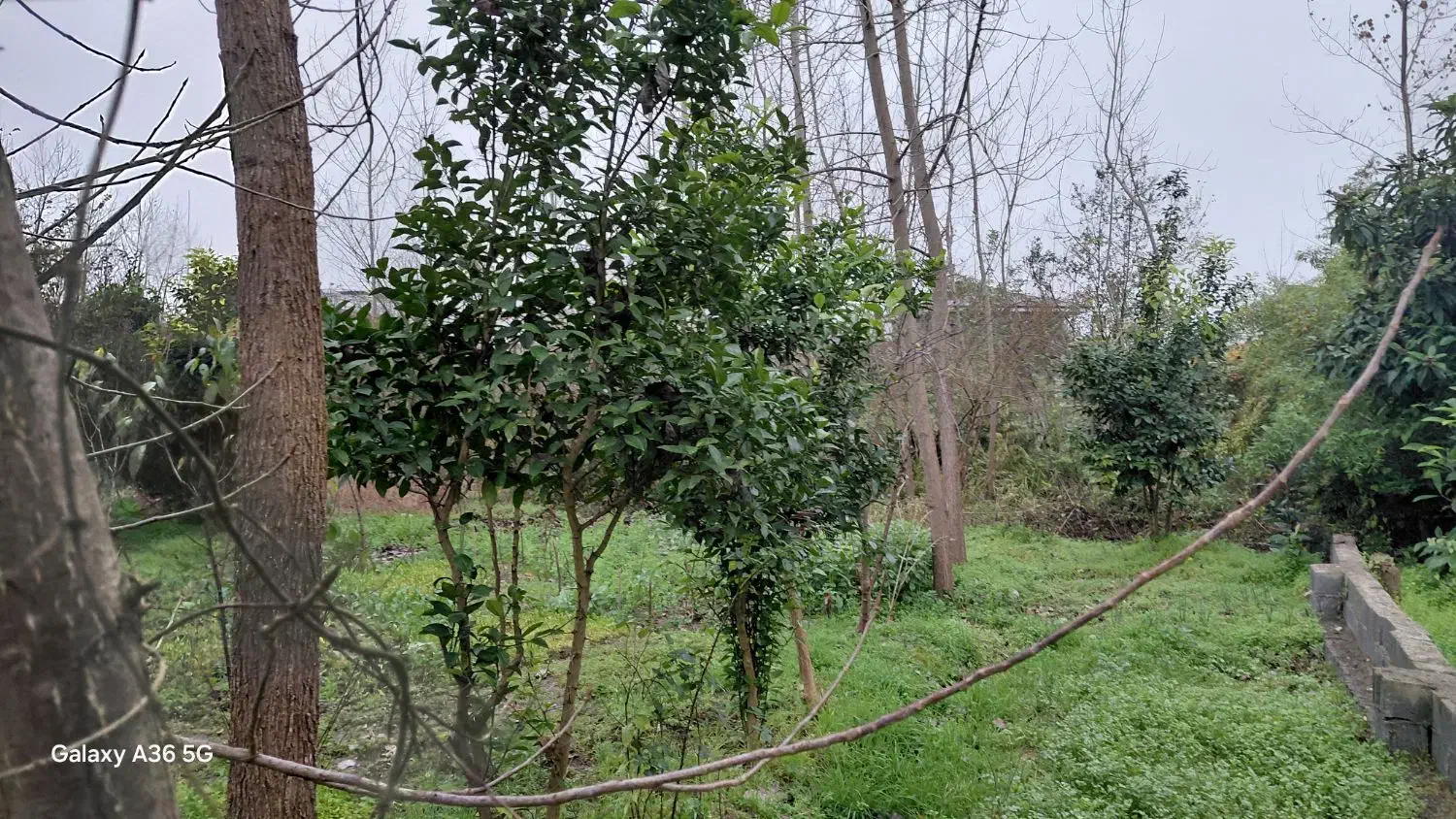 فروش زمین با کاربری مسکونی|فروش زمین و ملک کلنگی|لاهیجان, لیالستان|دیوار