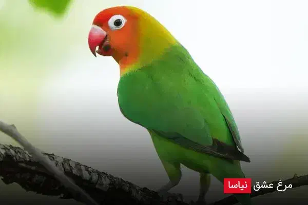 یک عددطوطی گمشده|حیوانات|اهواز, لشکرآباد|دیوار