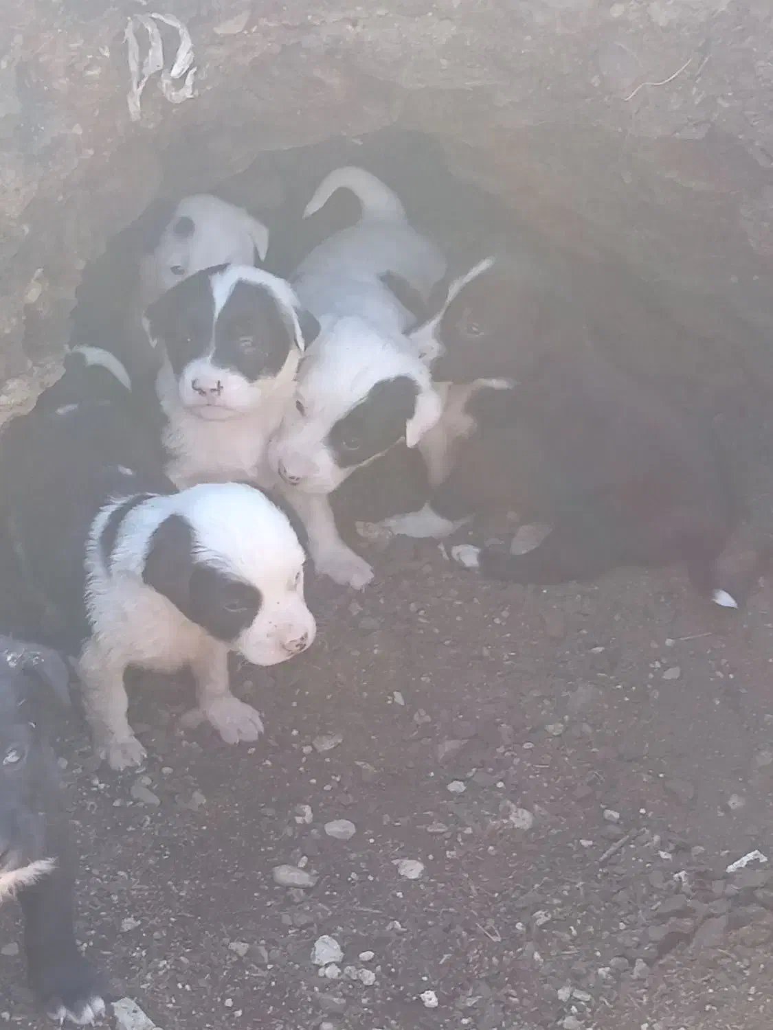 واگذار|سگ|نهاوند, |دیوار