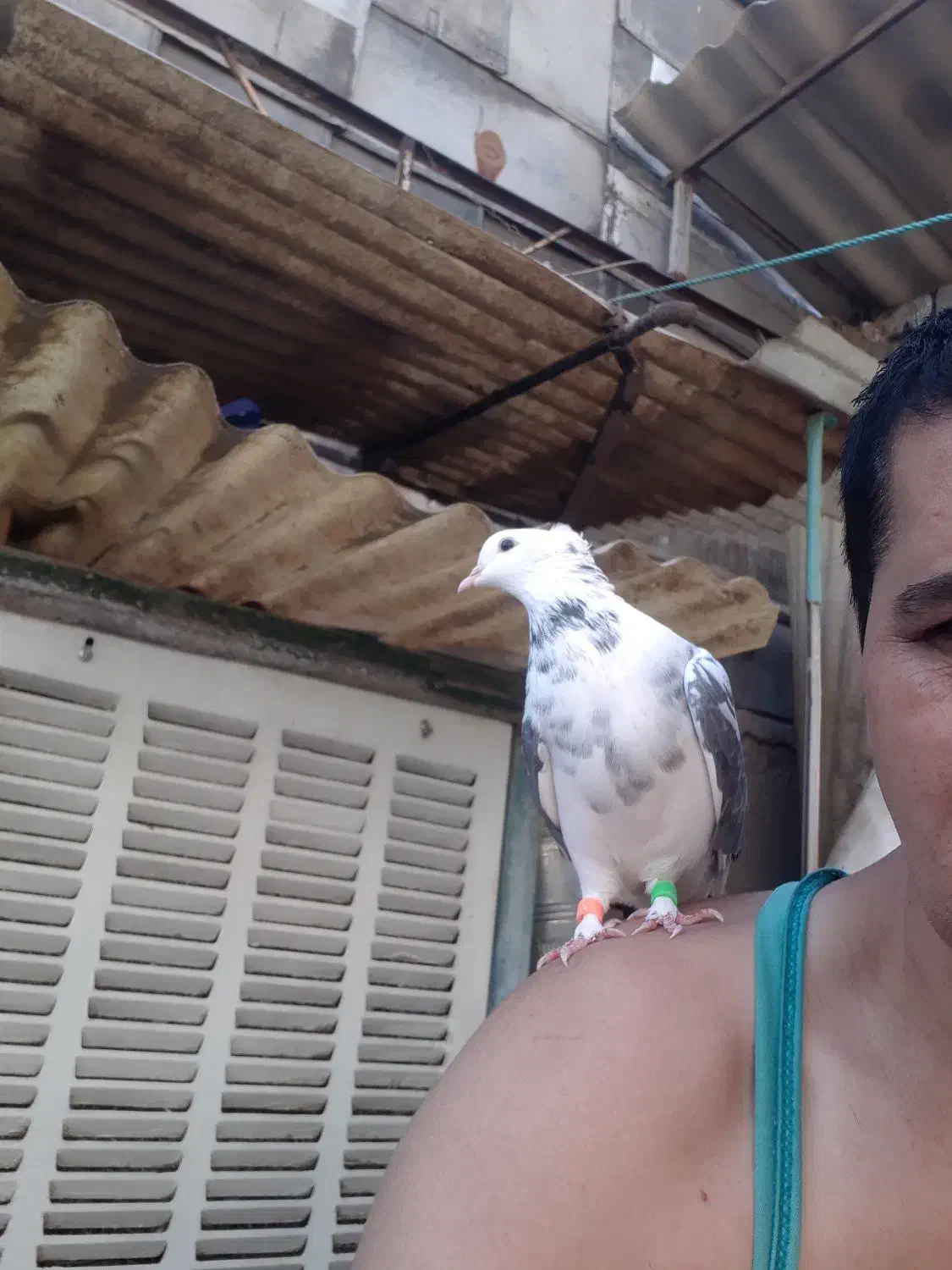 کبوتر‌گمشده|پرنده|تهران, مطهری|دیوار