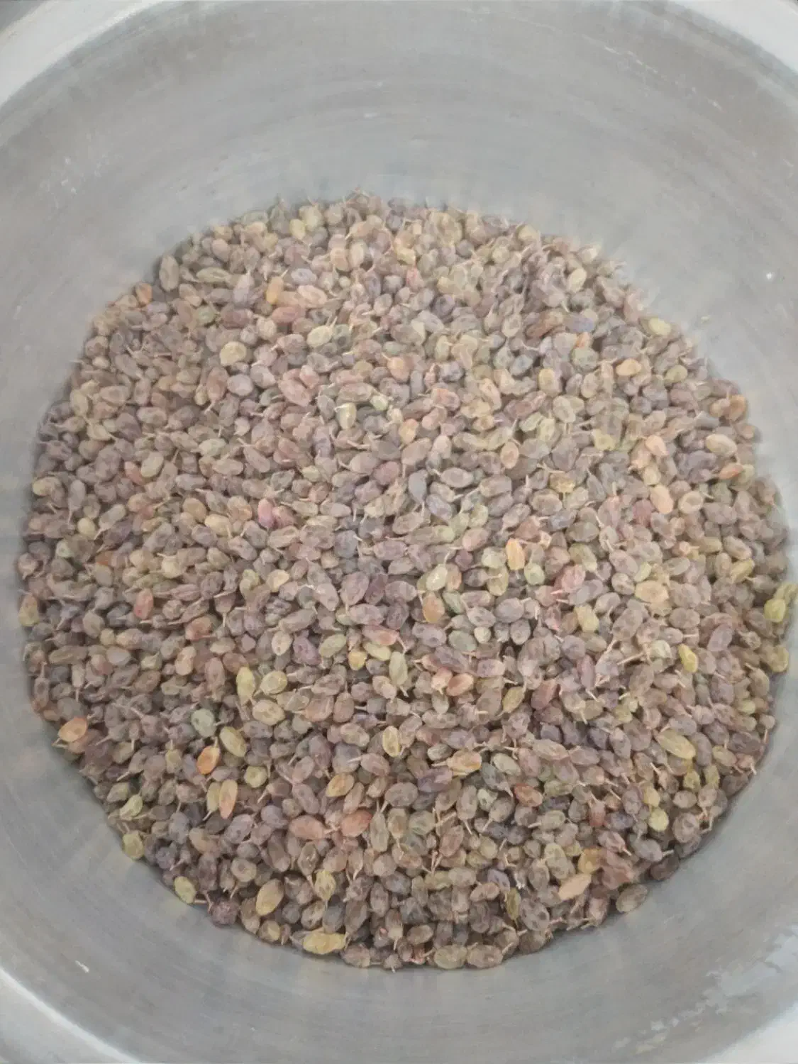 سایه خشک|خوردنی و آشامیدنی|خنداب, |دیوار