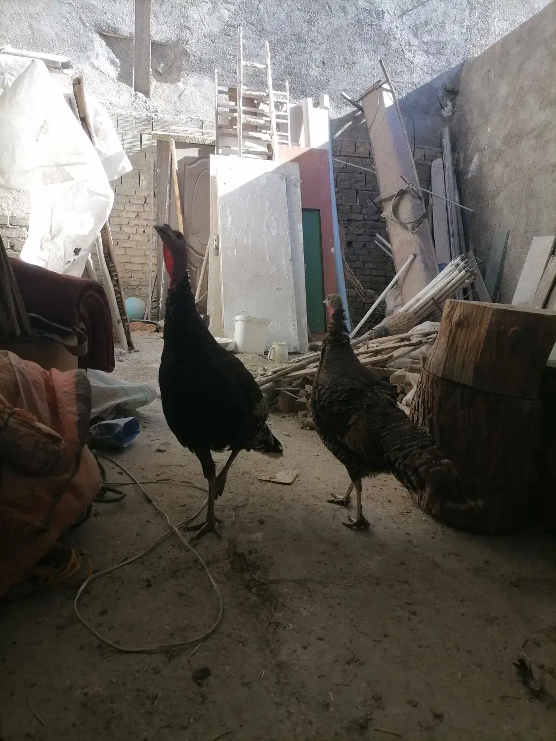 ماده بوقلمون|حیوانات مزرعه|شهریار, شهرک امیریه|دیوار