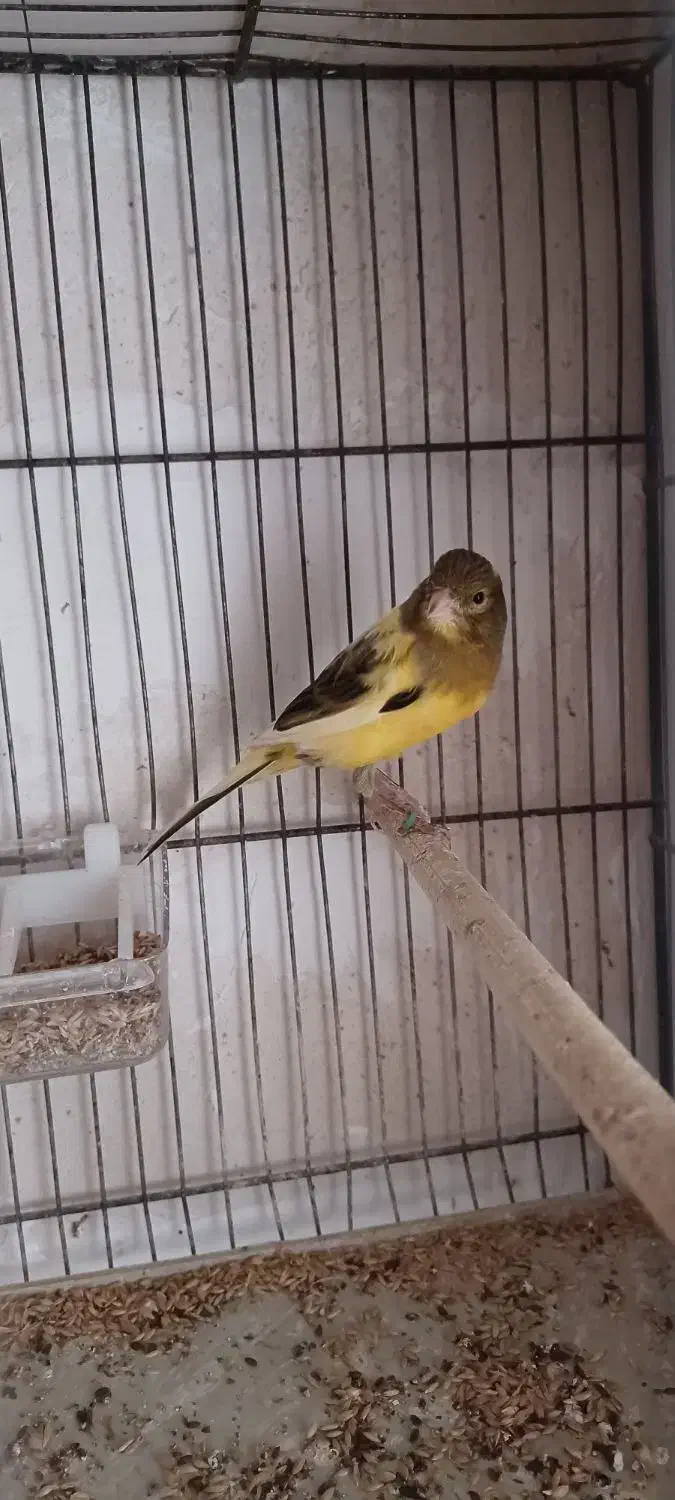 قناری نر ابلغ قدار|پرنده|اردبیل, |دیوار