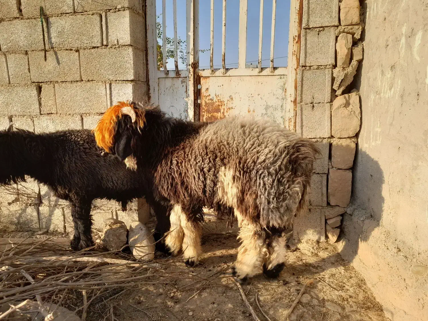 سه تا بر ه تخمی درجه یک|حیوانات مزرعه|مسجد سلیمان, |دیوار