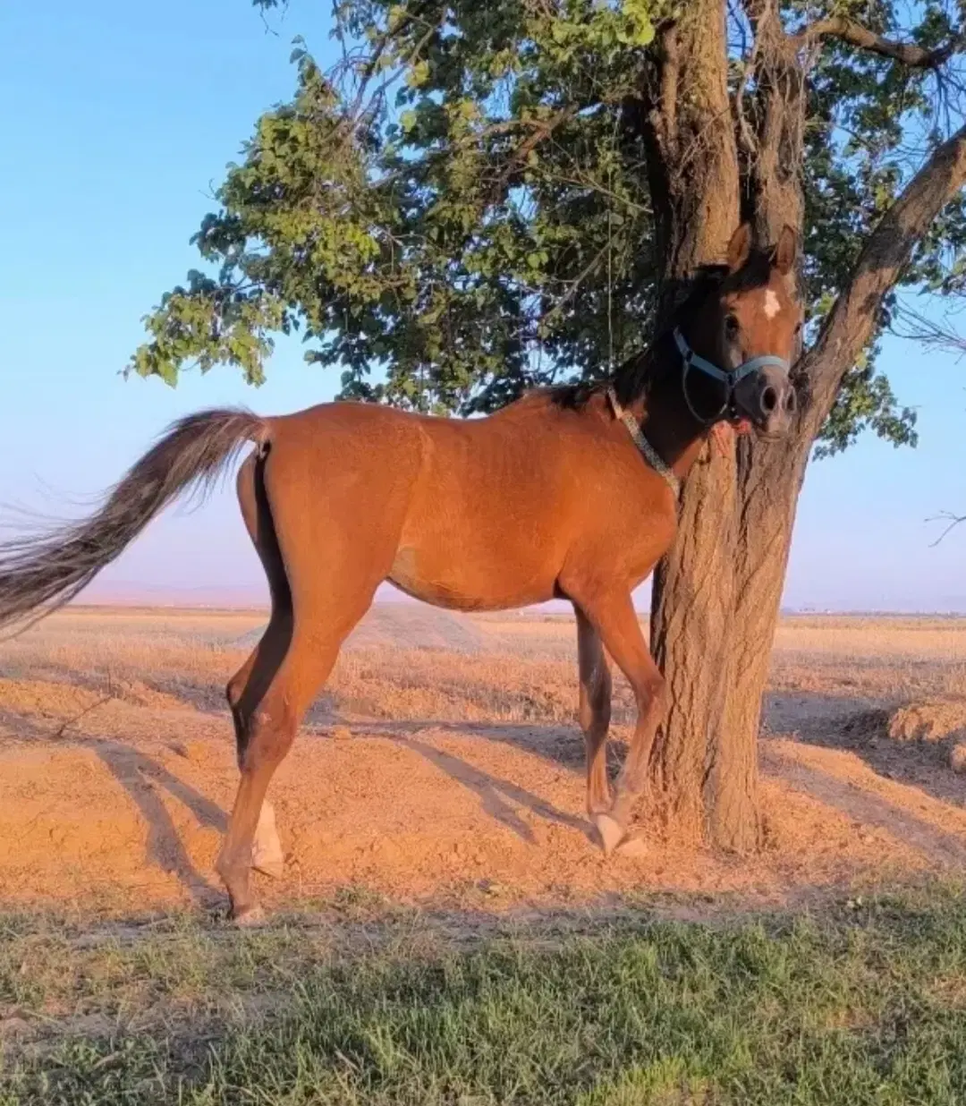 اسب|اسب و تجهیزات اسب‌سواری|همدان, |دیوار
