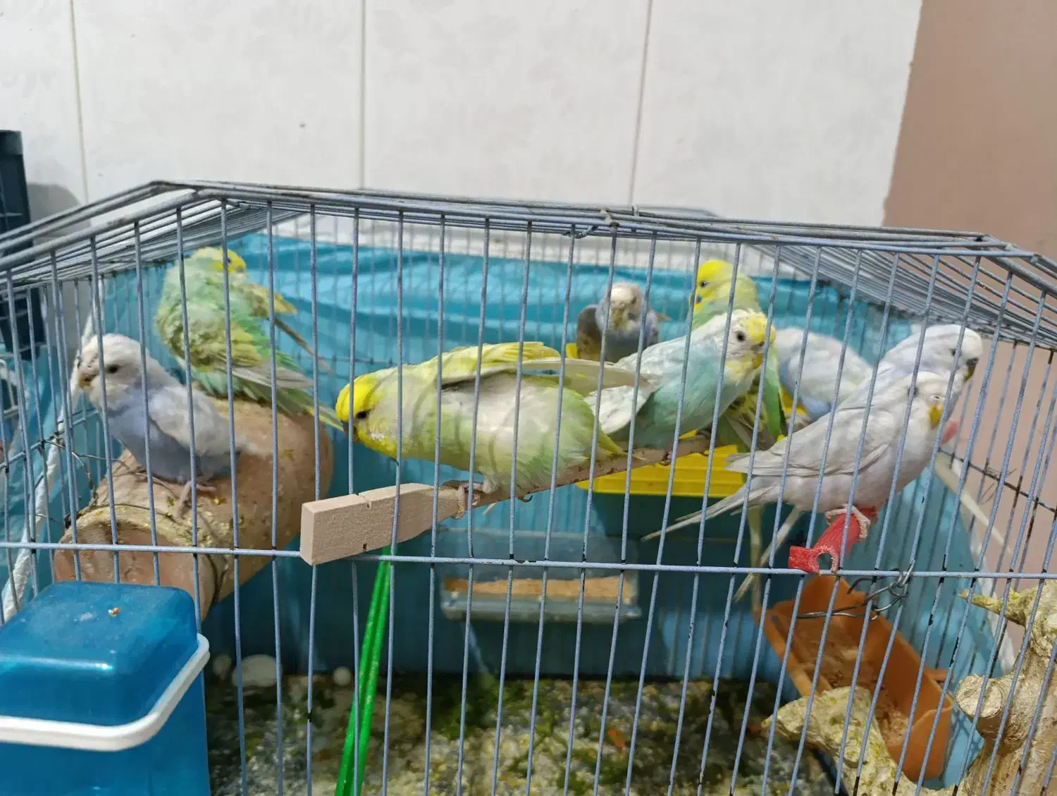 مرغ عشق|پرنده|زابل, |دیوار