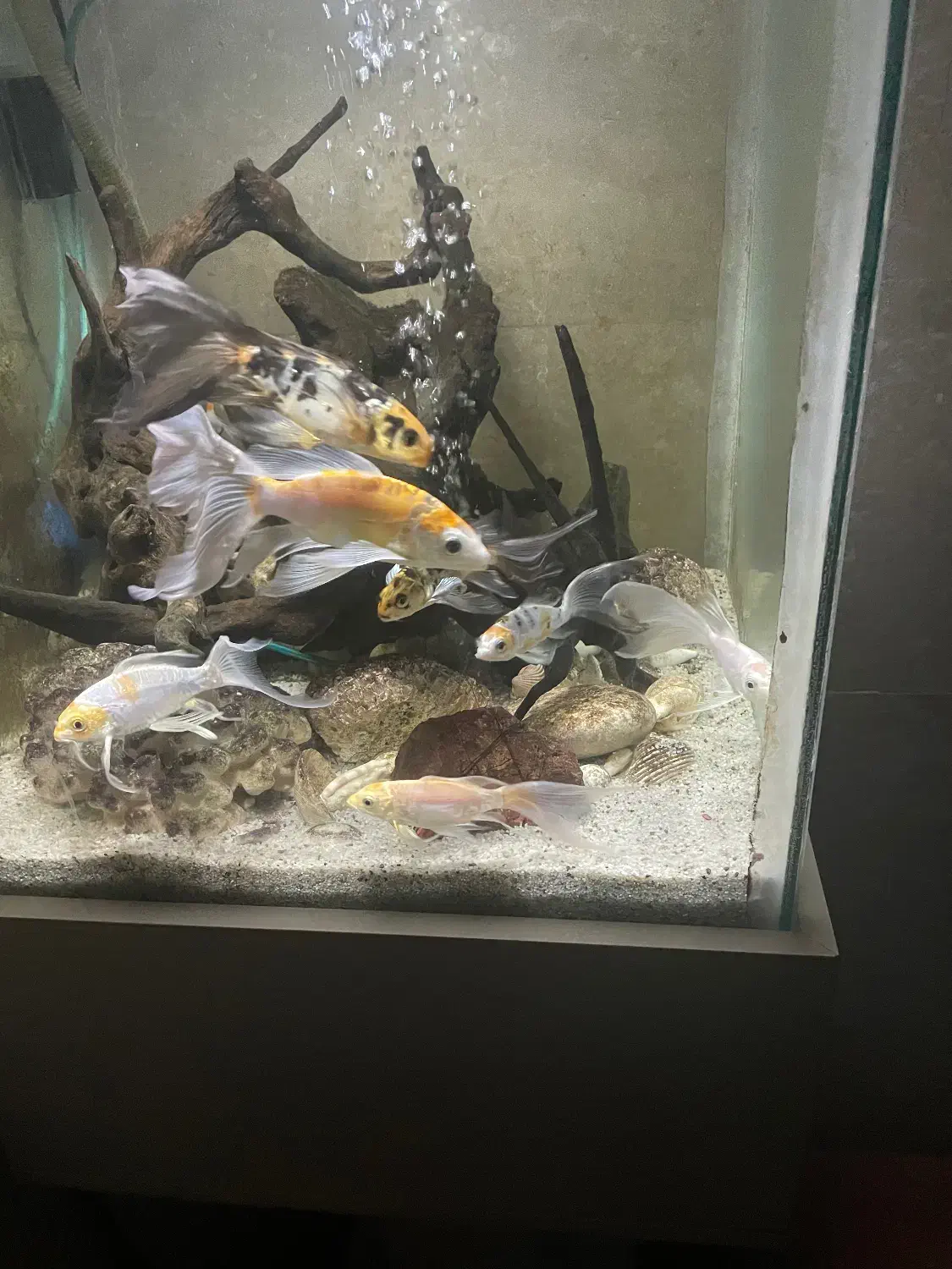 ماهی کوی|ماهی|یزد, |دیوار