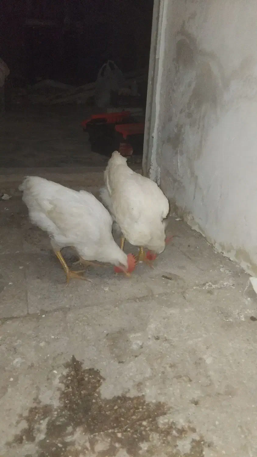 خروس سفید جوان|حیوانات مزرعه|جلگه ماژان, |دیوار