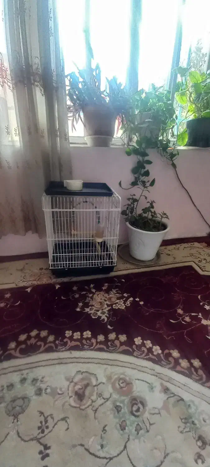 قفس پرنده|لوازم جانبی حیوانات|بروجرد, |دیوار