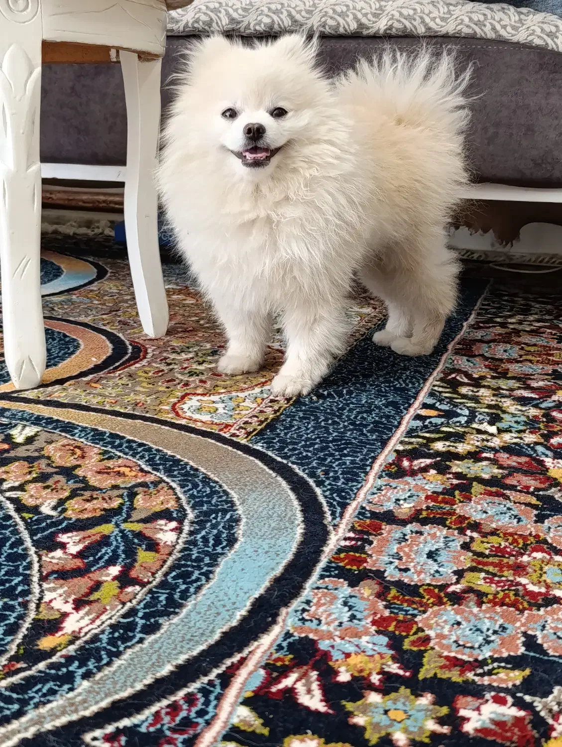 پامرین خرسی عروسکی|سگ|اصفهان, خانه اصفهان|دیوار