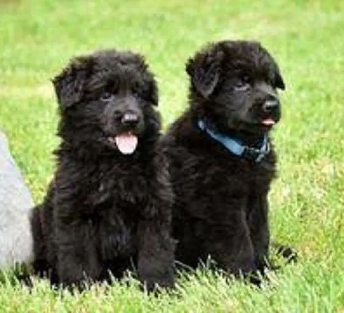 توله های موبلند کینگ سایز مشکی و دورنگ ژرمن شولاین|سگ|تهران, پردیسان|دیوار