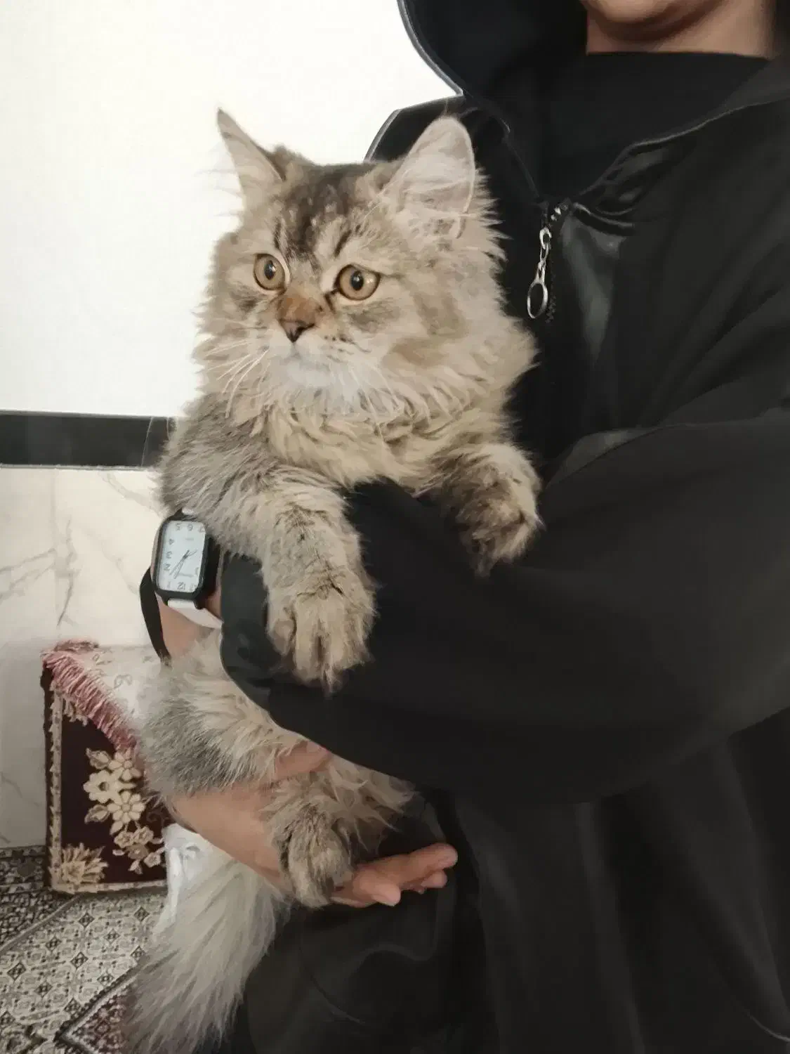 گربه اسکاتیش|گربه|سنندج, |دیوار