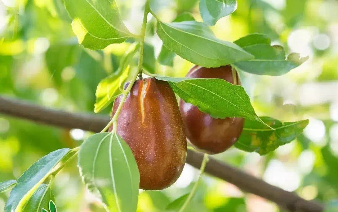 شروع پیشفروش نهال عناب گلابی پیوندی|خدمات باغبانی و درختکاری|ارشق, |دیوار