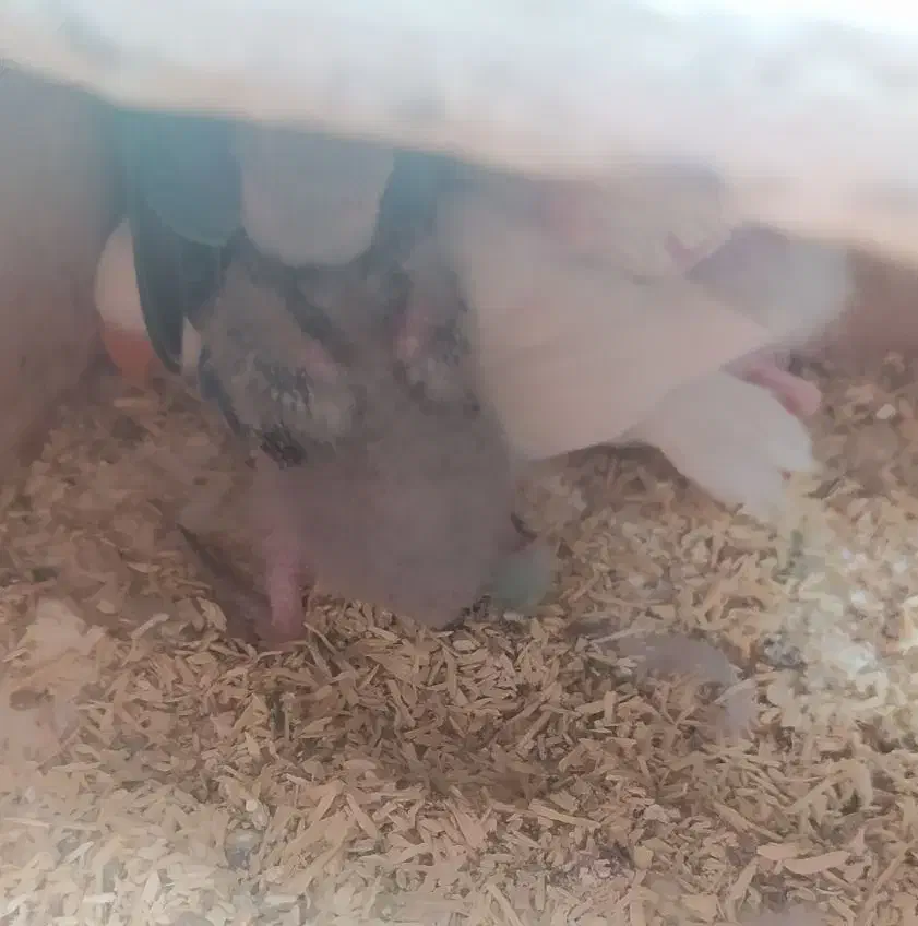 یه جفت طوطی برزیلی با جوجه|پرنده|دزفول, |دیوار