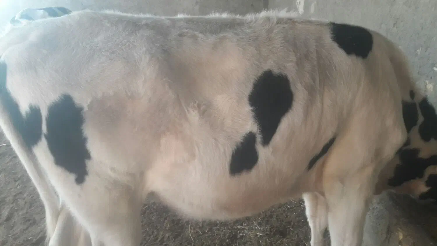 گاوگستر فروشی|حیوانات مزرعه|کرباسک, |دیوار