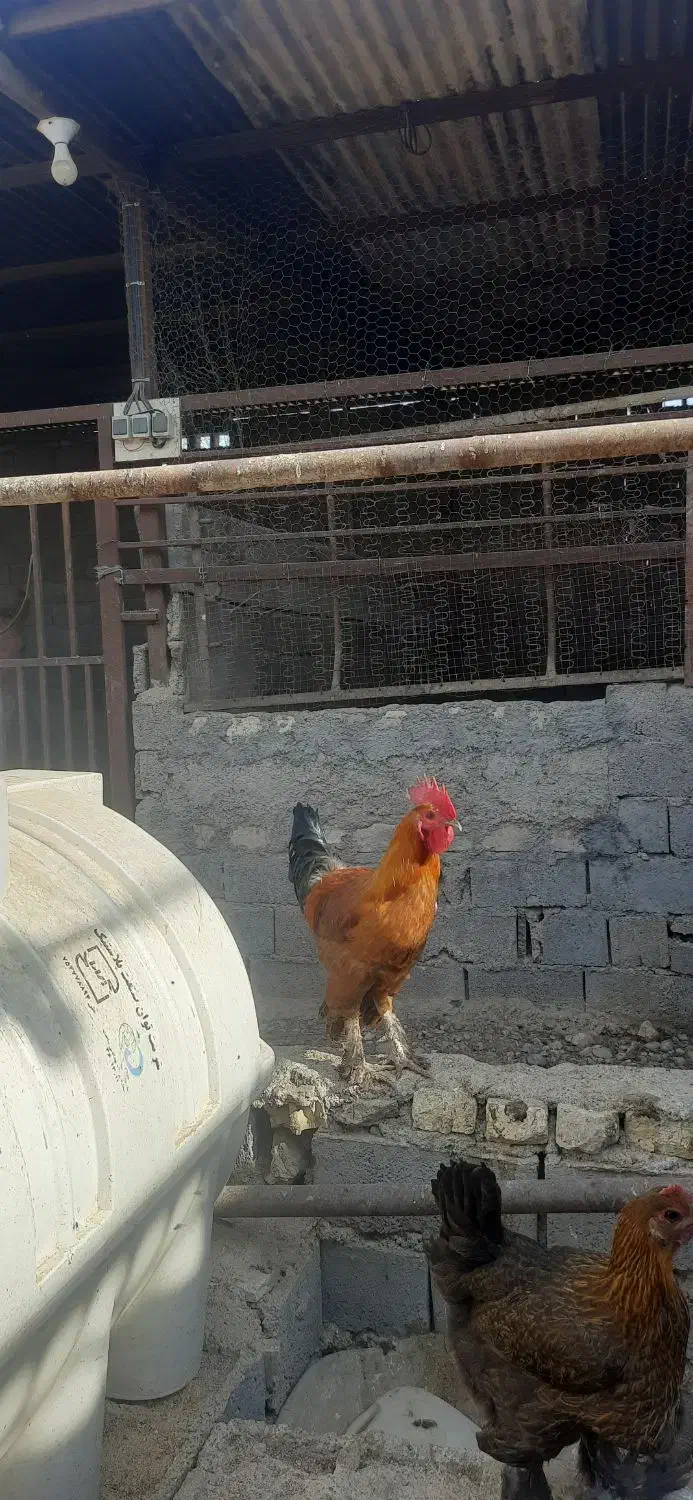 خروس دیلگونی|حیوانات مزرعه|بهبهان, |دیوار