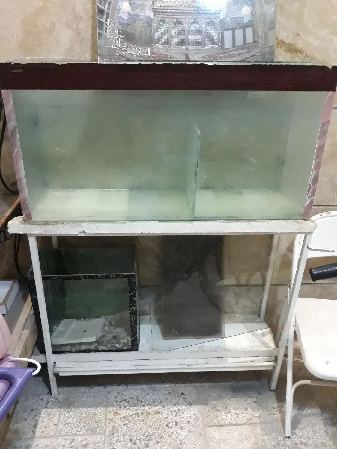 ۲۰ عدد بچه فلاورباکس دونه ای ۱۰ تومن|ماهی|مشهد, گوهرشاد|دیوار