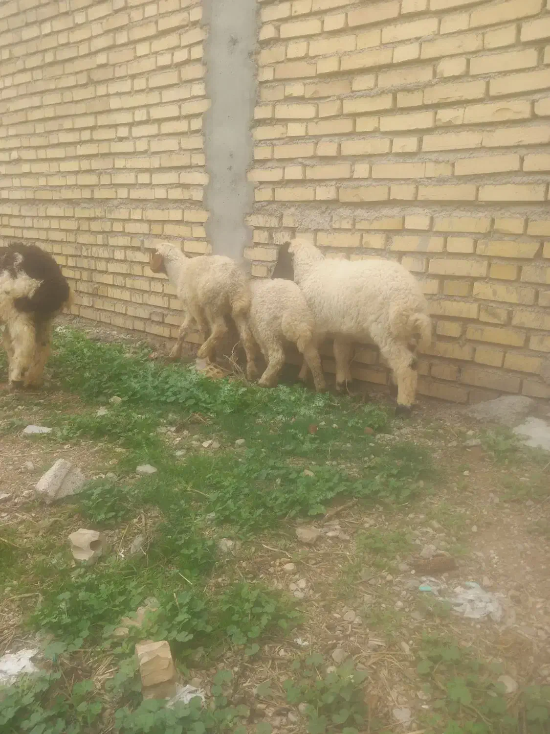 بز بره میش|حیوانات مزرعه|دزفول, |دیوار