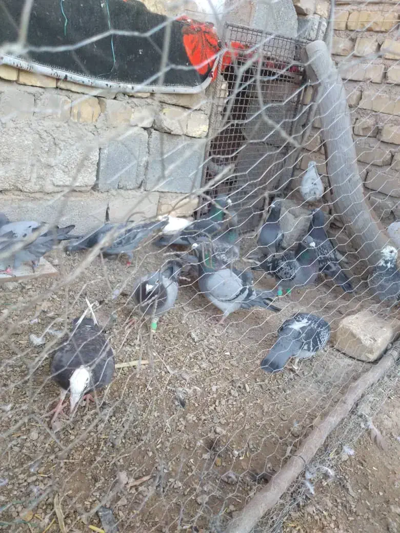 کفتر پلاکی|پرنده|مرودشت, نقش رستم|دیوار