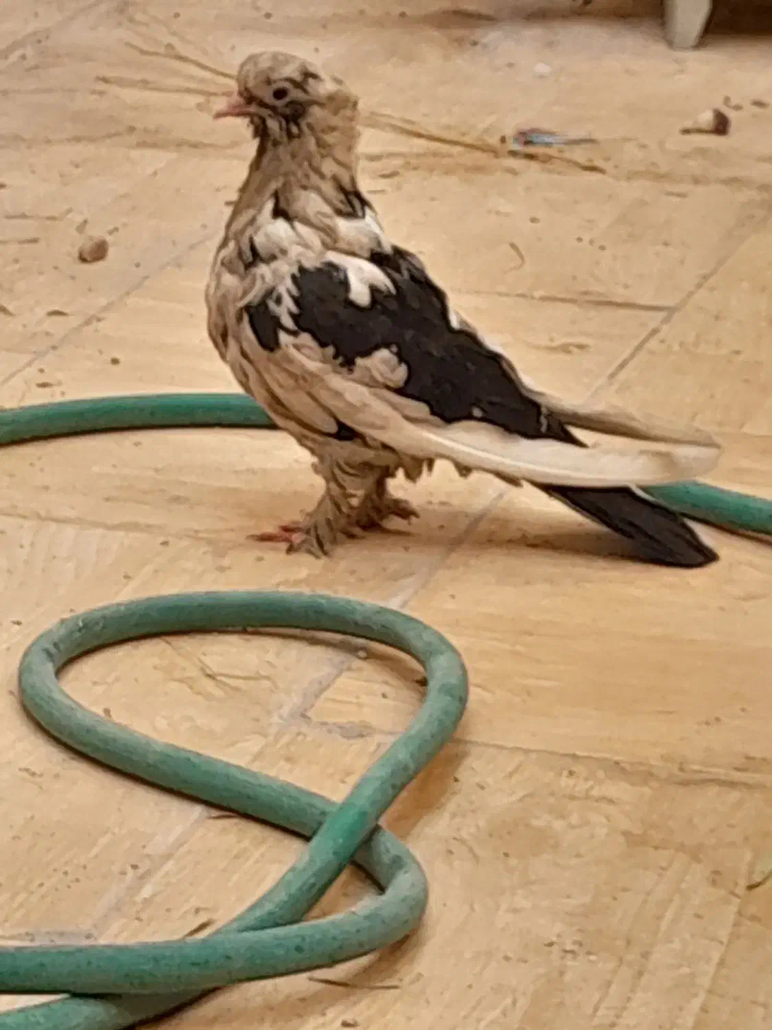 قفس کبوتر فروشی|لوازم جانبی حیوانات|یزد, |دیوار