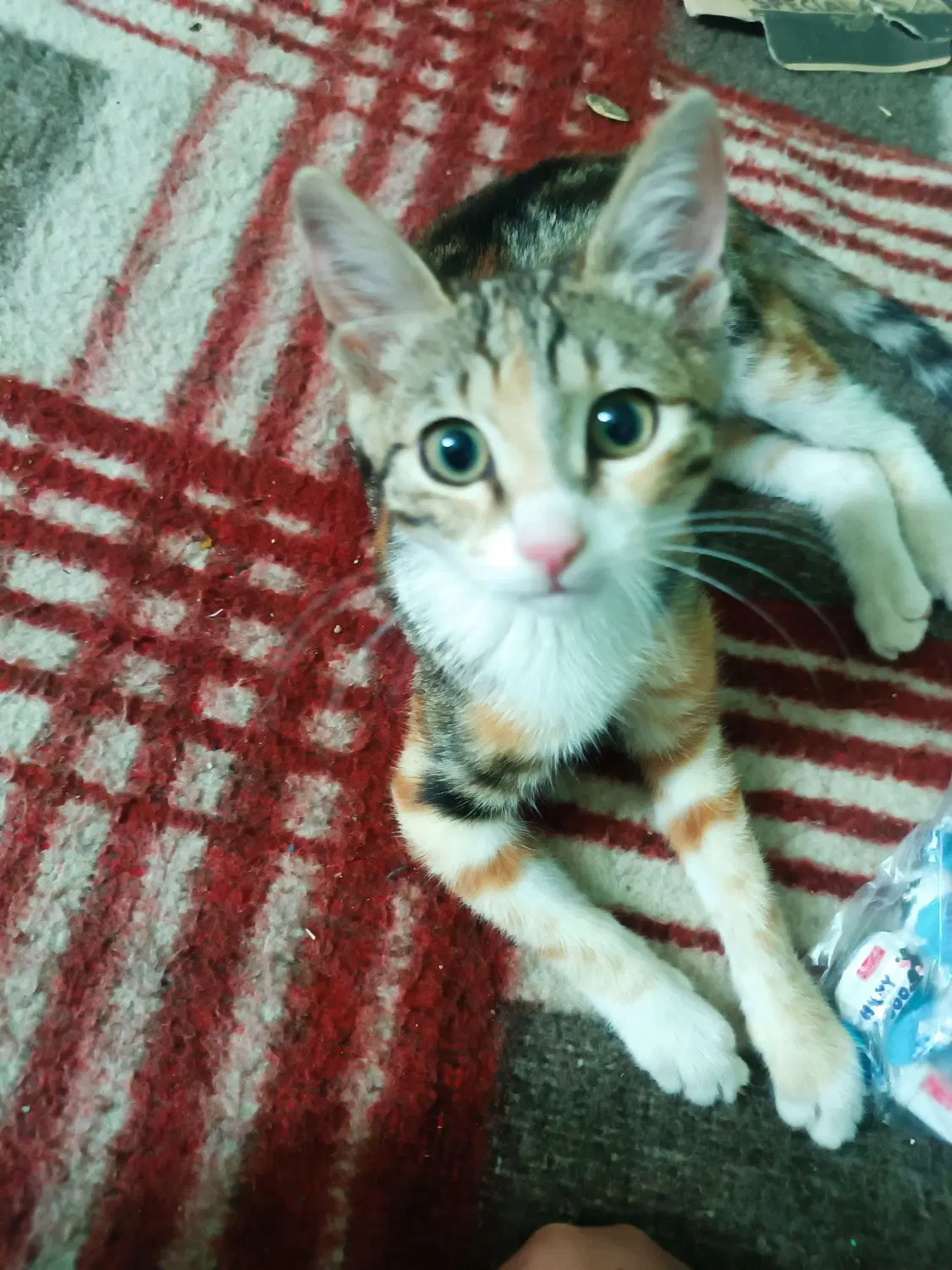 گربه|گربه|زنجان, |دیوار