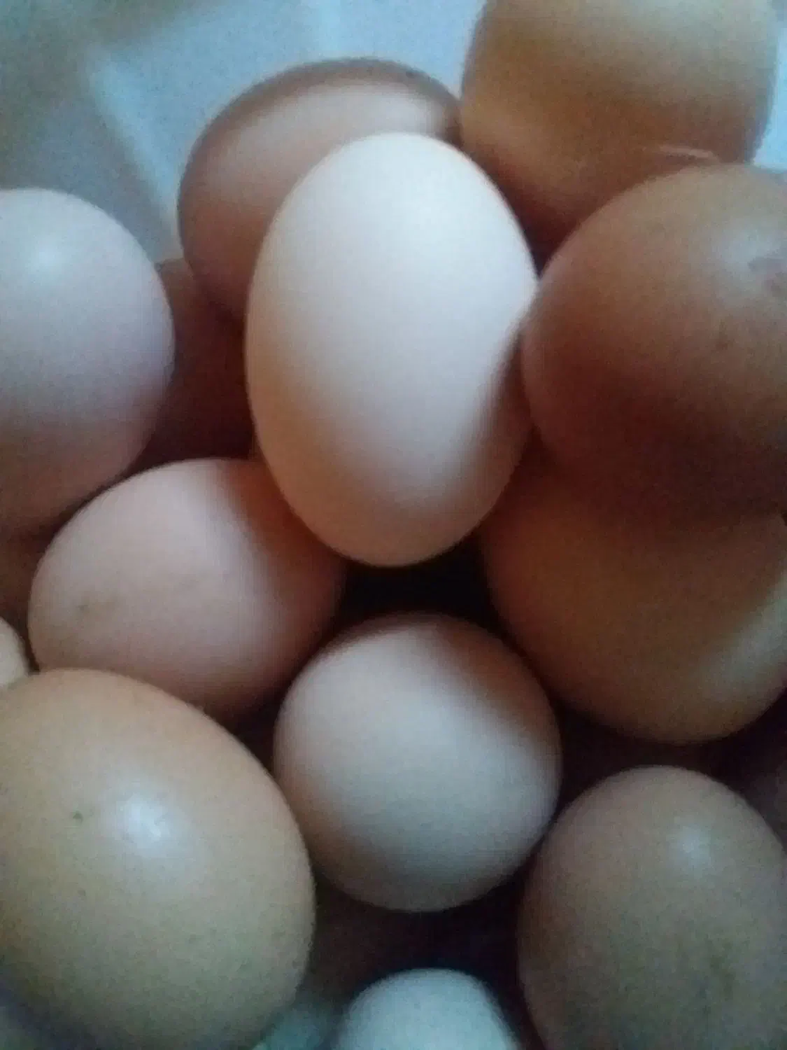 تخم مرغ رسمی عالی ودرشت|خوردنی و آشامیدنی|جوادآباد, |دیوار