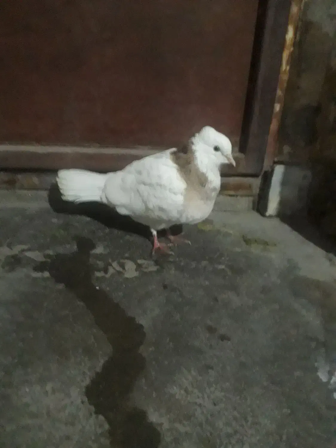 کبوتر|حیوانات|اصفهان, شهرک مهدیه|دیوار